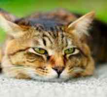Insuficiență renală cronică la pisici
