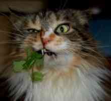 Plante otravitoare pentru pisici