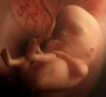 14 De săptămâni de sarcină - dimensiunea fetale