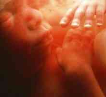 23 De săptămâni de sarcină - dezvoltării fetale