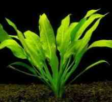 Lemongrass de plante de acvariu