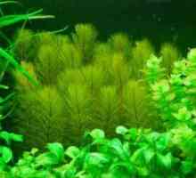 Plante de acvariu pentru incepatori
