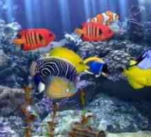 Pesti de acvariu: îngrijire și întreținere
