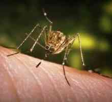 Alergic la înțepături de țânțar