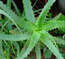 Aloe Vera - proprietăți și contraindicații de vindecare