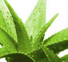 Aloe - un biostimulator naturale