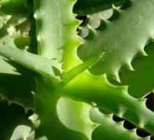Aloe - reproducere