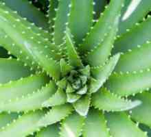 Aloe în Ginecologie