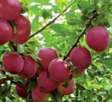 Cherry prune - soiuri pentru banda de mijloc