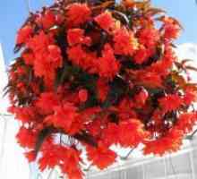 Ampelnye begonia - în creștere din semințe