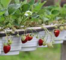 Căpșuni Ampelnye - cultivarea și îngrijirea