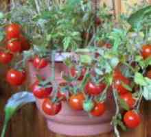 Tomate ampelnye