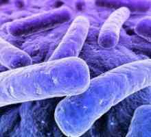 Bacterii anaerobe