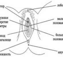 Anatomia organelor de reproducere feminine