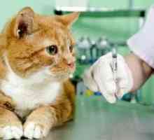 Antibiotice pentru pisici