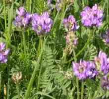 Astragalus - proprietăți medicinale
