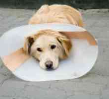 Dermatita atopică la câini