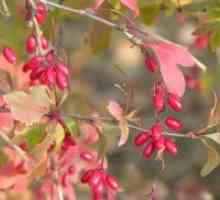 Berberis vulgaris - plantare și îngrijire