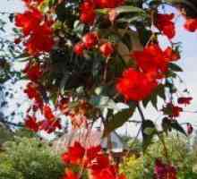 Begonia atârnare Downing - plantare și îngrijire