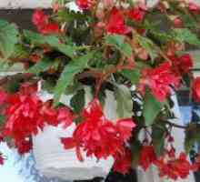 Begonia atârnare Downing
