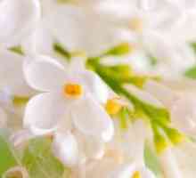 Liliac alb - proprietăți medicinale