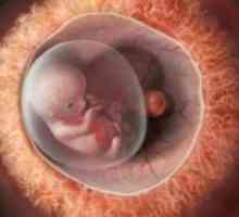 Sarcina 10 săptămâni - dezvoltării fetale