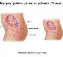 20 De săptămâni de sarcină - dezvoltării fetale