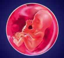 Sarcina Săptămâna 21 - dezvoltării fetale