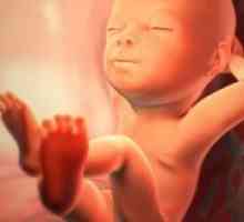 Sarcina 29 săptămâni - dezvoltării fetale