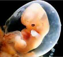 Sarcina 5 săptămâni - dezvoltării fetale