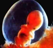 Sarcina 7 săptămâni - dezvoltării fetale