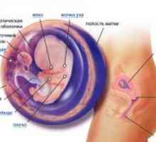 9 Săptămâni de gestație - dezvoltării fetale