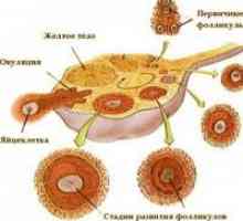 Sarcina și multifollikulyarnye ovarelor