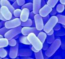 Bifidobacteria și lactobacili
