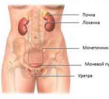 Rinichi și ale tractului urinar