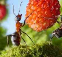 Combaterea furnicile în grădină