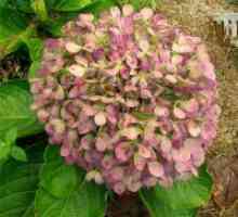 Lupta cu rugină pe hortensie flori de grădină
