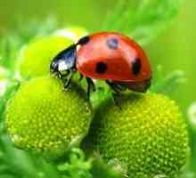 Ladybug - semne