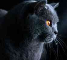 Pisica albastru britanic - o descriere a rasei