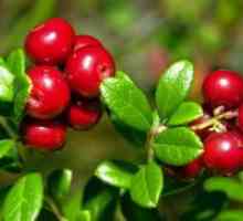 Lingonberry - proprietăți utile și contraindicații