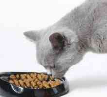 Ce să se hrănească o pisică britanic?