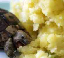 Ce să se hrănească o broască țestoasă?