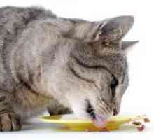 Ce să se hrănească o pisica castrat?