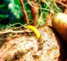 Procesul de wireworms de cartofi înainte de plantare?