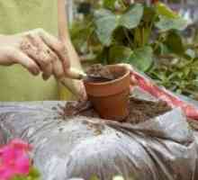 Cum de a fertiliza ghivece cu plante la domiciliu?