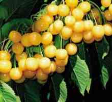 Cherry - plantare și îngrijire
