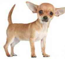 Chihuahua - o descriere a rasei