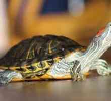 Ce se întâmplă dacă broasca țestoasă nu mănâncă?