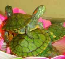 Care mănâncă broaște țestoase acvatice acasă?