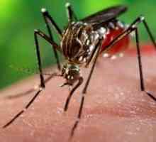 Care ajută copiii de la înțepături de țânțar?